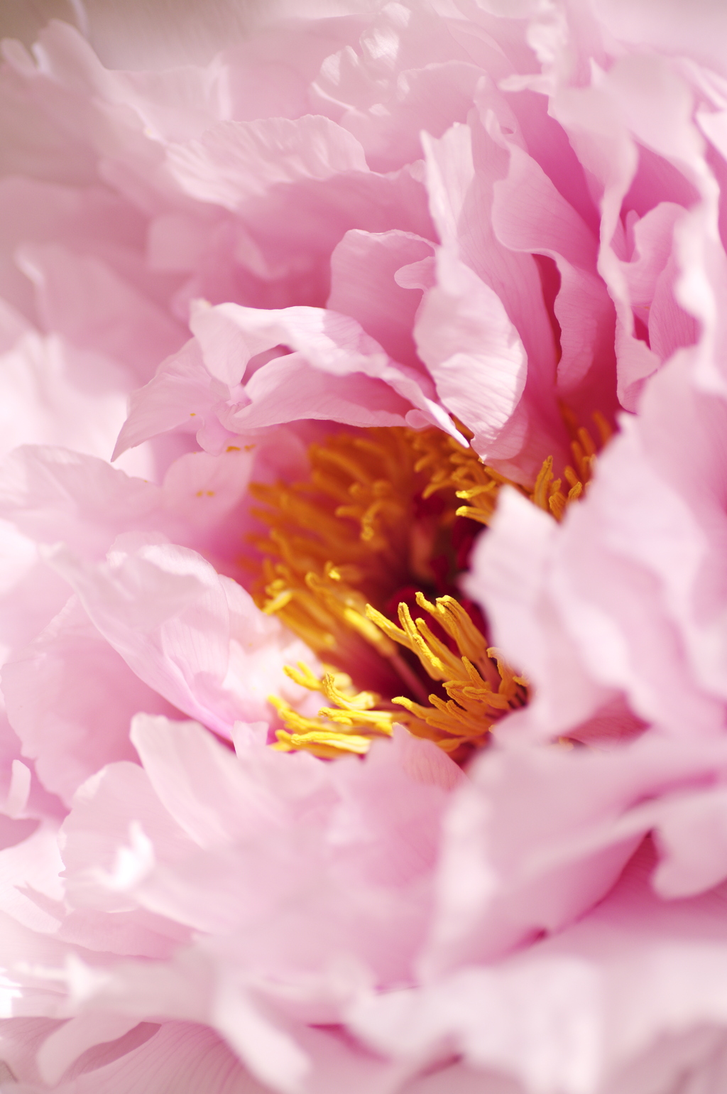 牡丹の花芯
