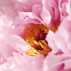 牡丹の花芯