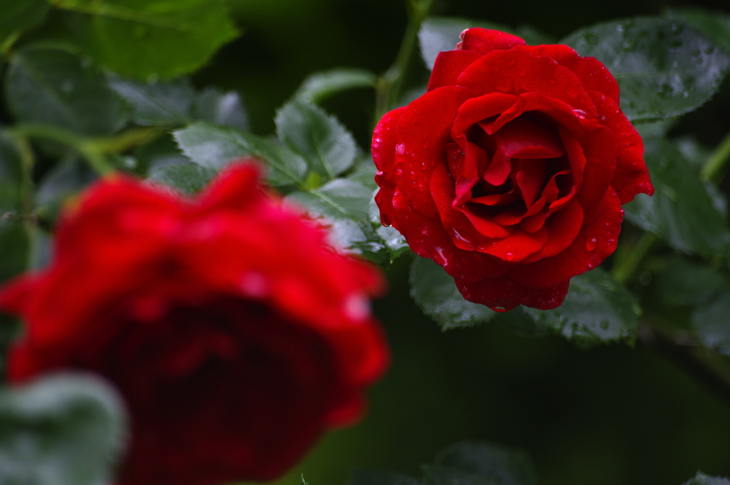 薔薇園の濡れた薔薇