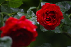 薔薇園の濡れた薔薇