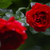 薔薇園の濡れた薔薇