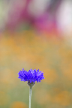 花壇の中のヤグルマギク