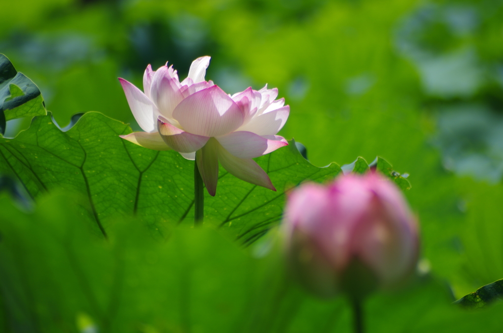 日差しを浴びる蓮の花