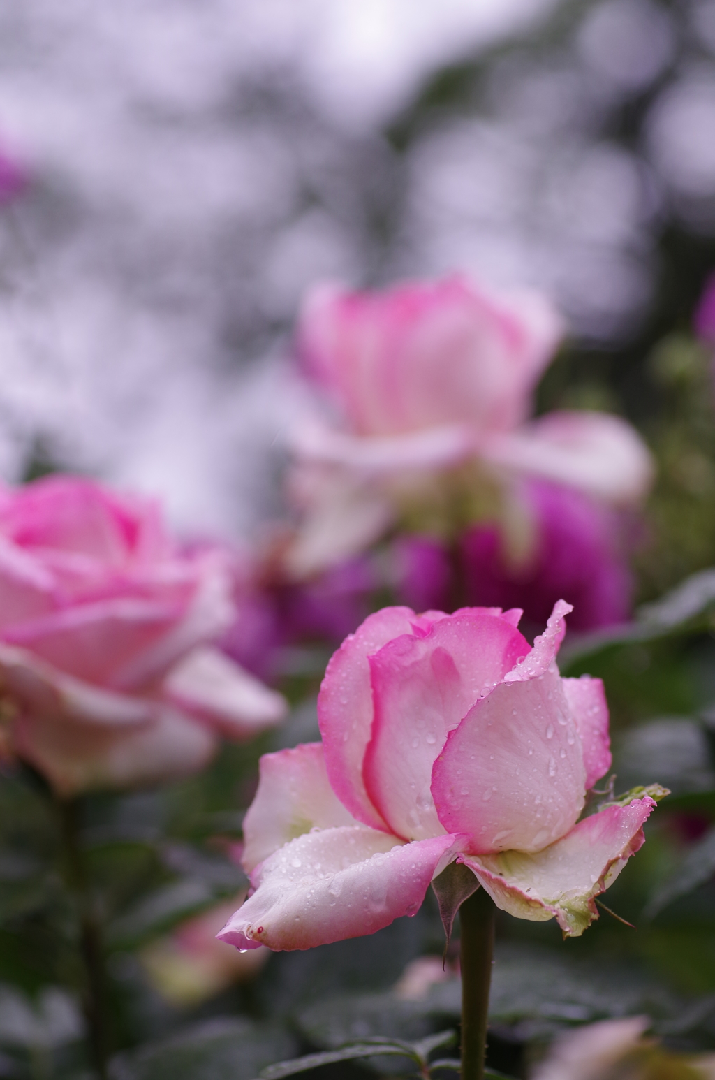 小雨の中の薔薇２