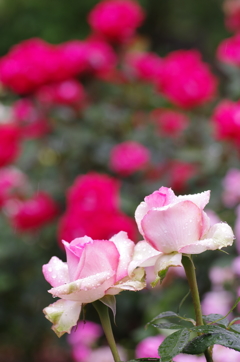 小雨の中の薔薇３