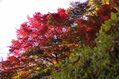 朝日を浴びた紅葉