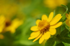 夏の黄色い花２