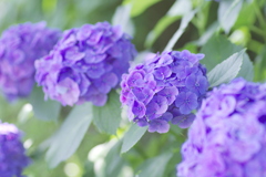 淡く光る紫陽花たち