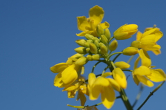 青空に向かって開花