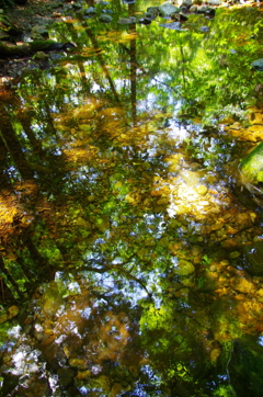 渓流の水鏡