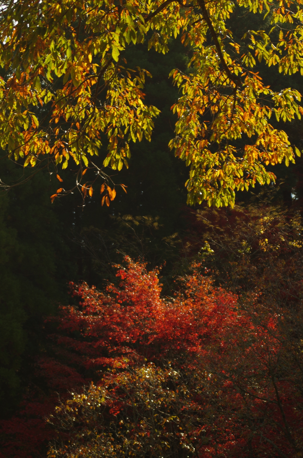 朝の紅葉２