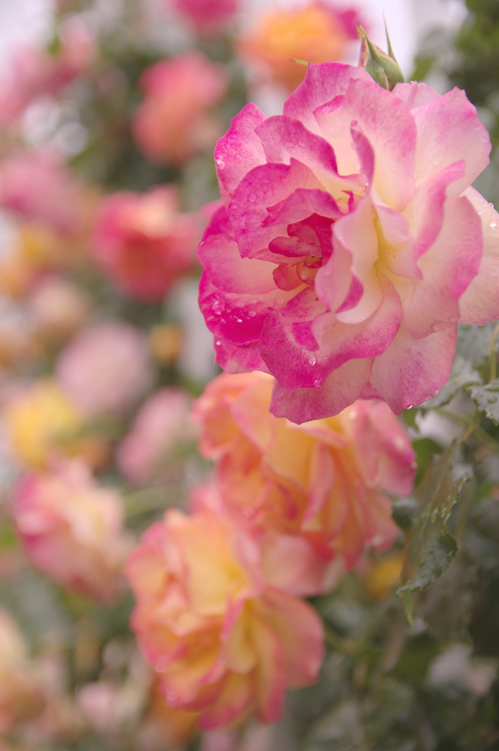 濡れた淡い薔薇