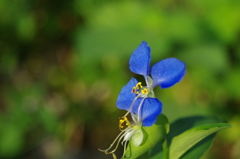 つゆ草