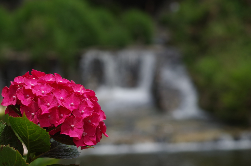 川辺の赤い紫陽花