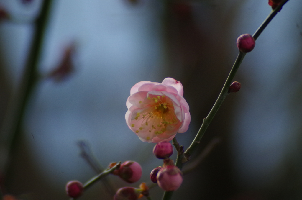 梅の開花５