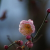 梅の開花５