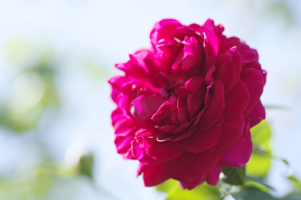 日差しを浴びる赤い薔薇