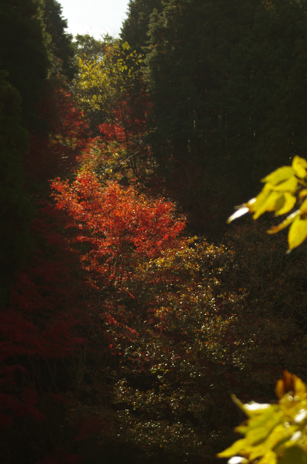 朝の紅葉３