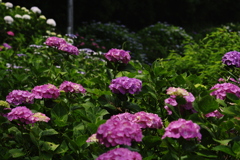 紫陽花の丘