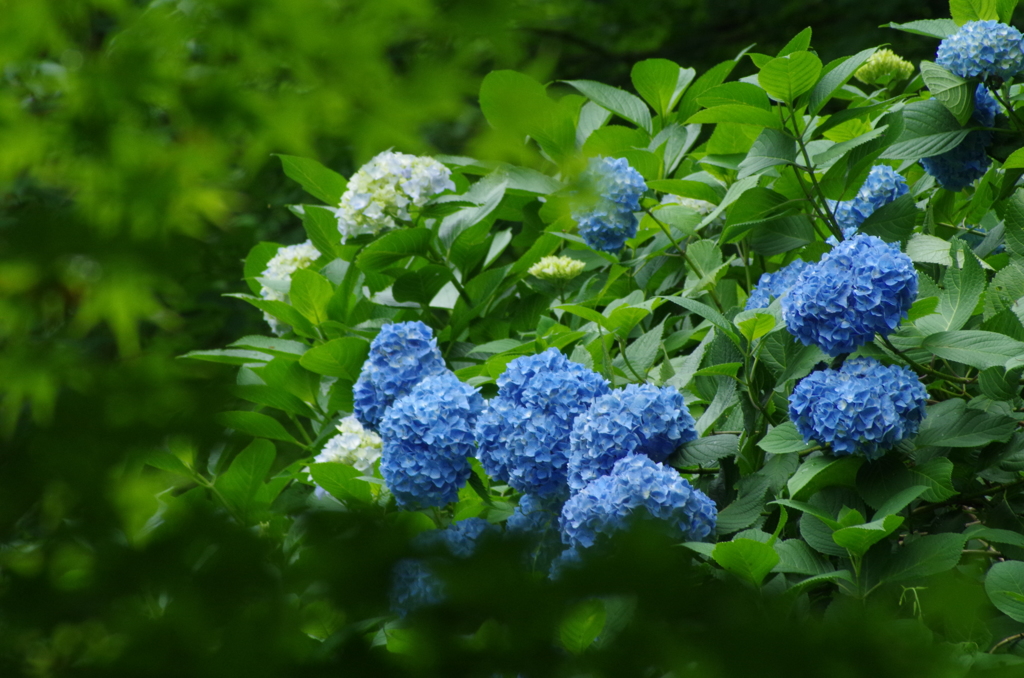 もみじの中の紫陽花