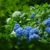 もみじの中の紫陽花
