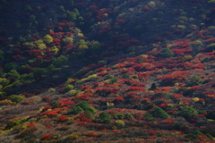 山の斜面の紅葉