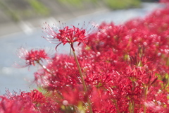 川沿いの彼岸花