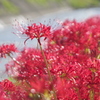 川沿いの彼岸花