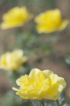 陽のあたる黄色い薔薇