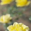 陽のあたる黄色い薔薇