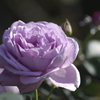 紫のばら