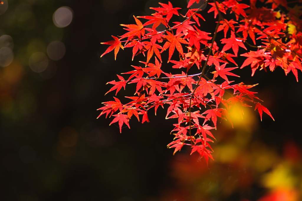 赤い紅葉