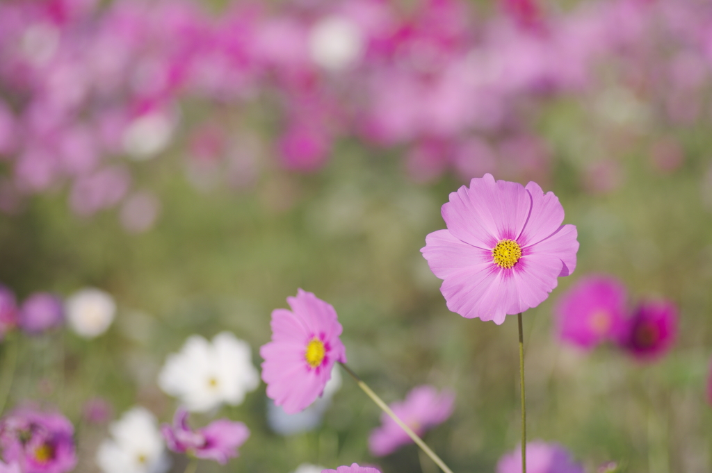 コスモス畑のピンクの花
