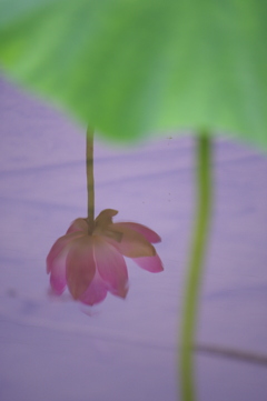 池に映る蓮の花