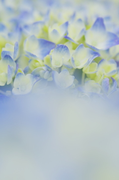 ほんのり浮かぶ紫陽花