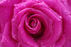 小雨の中の薔薇の花弁