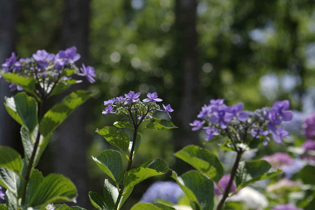 日なたの紫陽花