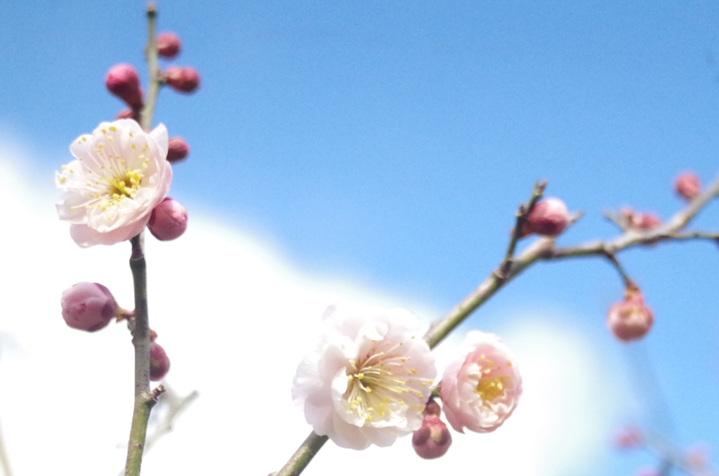 梅の開花１