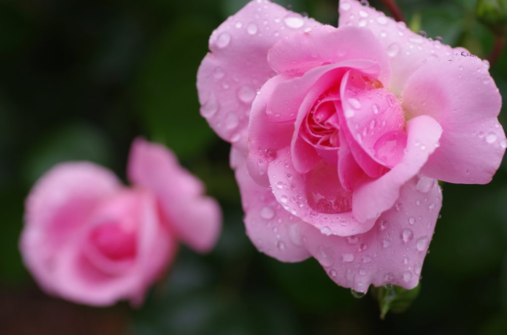 小雨の中の薔薇４