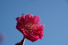 紅梅の開花