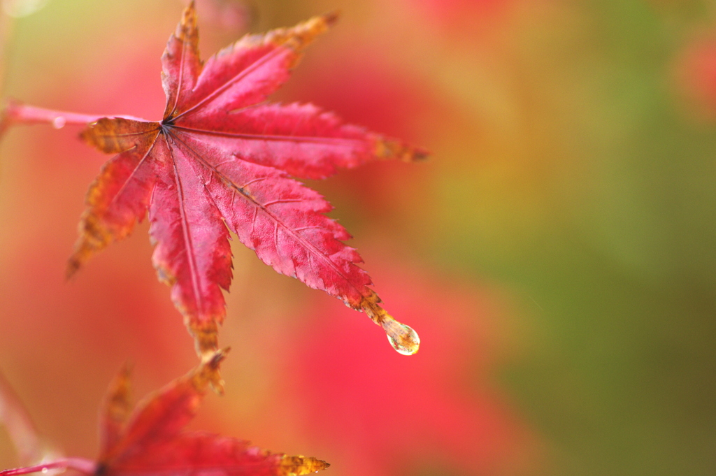 紅葉の雫
