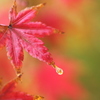 紅葉の雫