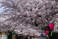桜満開の参道