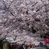 桜満開の参道