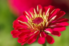 ヒャクニチソウの花弁