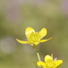 道端の黄色い野草