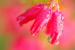 雨上がりのかわいい花