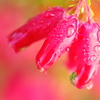 雨上がりのかわいい花
