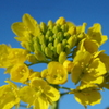 菜の花１