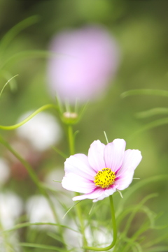 コスモスの開花